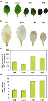 DEWAX Transcription Factor Is Involved in Resistance to Botrytis cinerea in Arabidopsis thaliana and Camelina sativa
